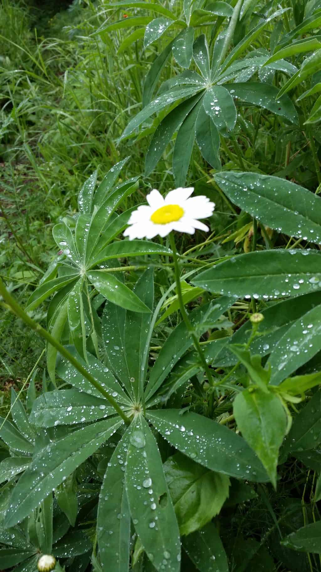 flowers are one of the rewards of hiking